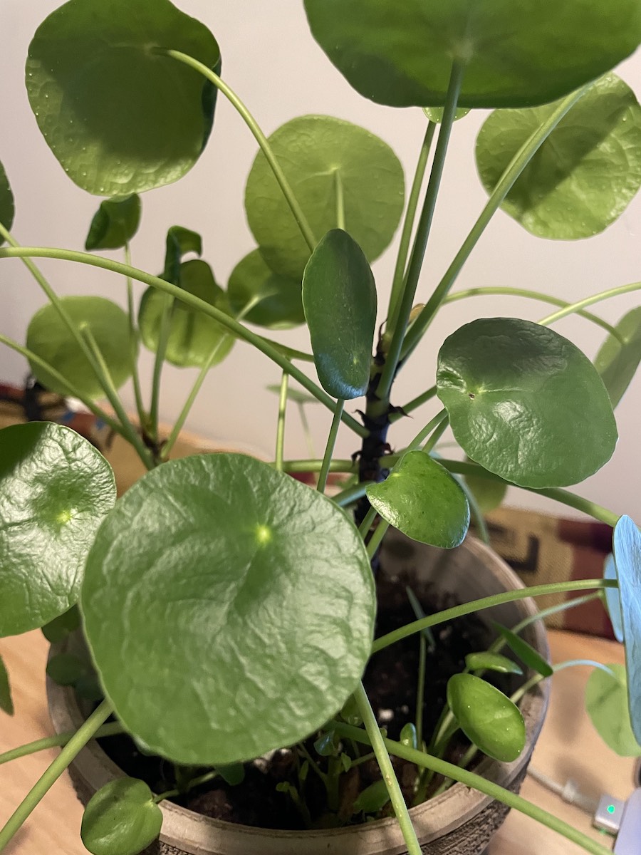 Struggles and Perseverance Pilea the Chinese Money Tree